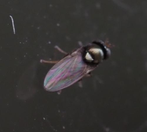 Psilopa nitidula